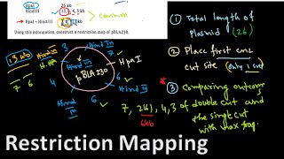 Restriction mapping tutorial 1  restriction mapping problems for CSIR NET exam [upl. by Sug]