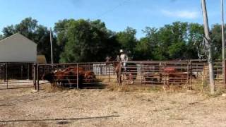 Cattle handling with horse and dogs using Bud Williams method [upl. by Gipps]