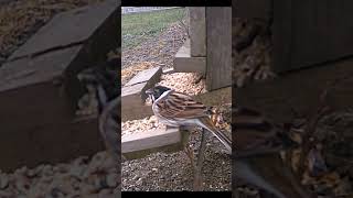 Reed bunting Emberiza schoeniclus wildlifeuk ukbirds birding [upl. by Chenee651]