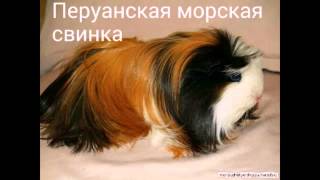 Породы морских свинок🐹 Breeds of guinea pigs [upl. by Robinett]