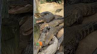 ALLIGATOR FEEDING FRENZY shorts alligator wildlife [upl. by Zeba]