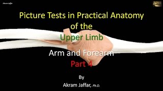 Picture tests in upper limb anatomy arm and forearm 4 [upl. by Gettings242]