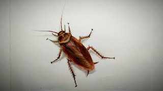 Cockroach realistic drawing  How to draw and color a cockroach [upl. by Frear740]