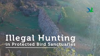 Illegal Hunting in Buskett amp Comino [upl. by Arri]