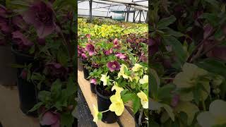 Hellebore tour  Ashwood nursery Feb 2024 [upl. by Brandes341]