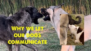 Dog communication is critical for our livestock guardian dogs and border collies [upl. by Diraf]