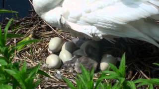 Swans nest with eggs and birth of cygnets [upl. by Jackquelin]