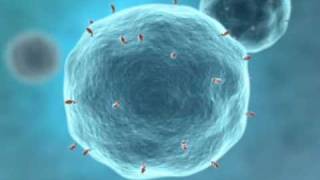 Nimotuzumab Proposed Mechanism of Action [upl. by Eednahs]