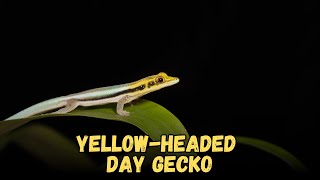 Yellow headed day gecko  Geckos That Make The Best Pets [upl. by Essie]