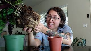 Separating and repotting Rattlesnake Plant [upl. by Maribeth]