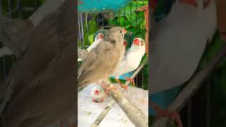 Highlight 3128 – 3626 from Zebra finch  finches bird  finch cute pet live birds nature [upl. by Gathard]