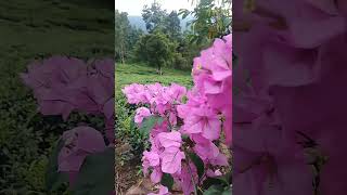 Bougainvillea spectabilis relaxingsound nature shortvideo garden ❤️😌 [upl. by Yejus]