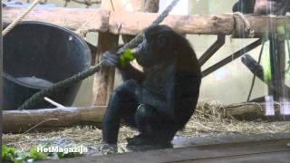 De bonobos eten [upl. by Yelsiap]