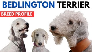 Bedlington Terrier Breed Profile History  Price  Traits  Bedlington Terrier Grooming Needs [upl. by Ijat]