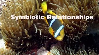 Symbiotic RelationshipsDefinition and ExamplesMutualismCommensalismParasitism [upl. by Docilla]