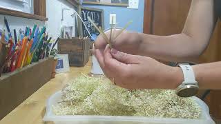 Harvesting Elderberry Flowers to Make Elderflower Tea [upl. by Winnie15]