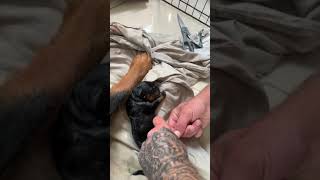 Rottweiler giving birth [upl. by Ase]