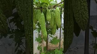 How to Grow Bitter Gourd Plant at Home plants farming shorts [upl. by Noman495]