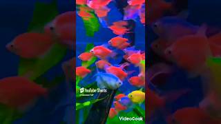 Tetra world💗Like and subscribe fish fishkeepin aquarium tetrafish like viralshorts subscribe [upl. by Ahsile]