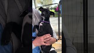 Video of adoptable pet named Willow [upl. by Gagliano]