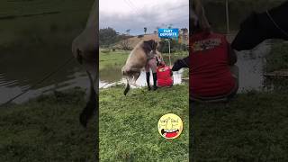 Amazing funny video🤣🤣trending youtubeshortsviralvideo funnyfunnyvideo facebook funny funny [upl. by Namso]