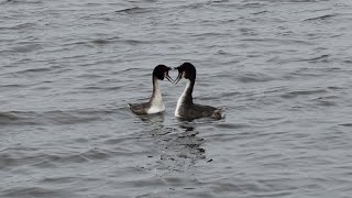 Adorable Grebes The Masters of the Water Dance [upl. by Anierdna406]