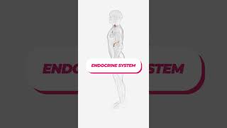 Endocrine System explained [upl. by Wendelina955]