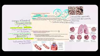 Lecture Video 7 Physiology of the Respiratory System Part 2 [upl. by Nosliw494]