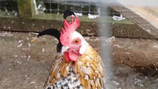 Dutch bantam cockerel crowing [upl. by Norel221]