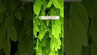 quotMoringa Leaves 5 Surprising Benefits for Your Healthquot moringabenefits moringaleaves shorts [upl. by Cote]