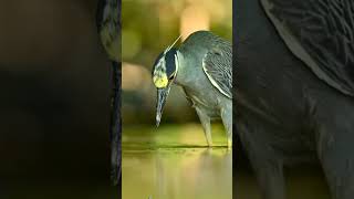 ✨✨L oiseau Le bihoreau violacé capture un insecte dans l eau le sèche et l avale en un instant✨✨ [upl. by Duwad]