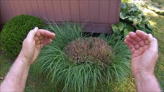 WHY IS Ornamental grass brown in middle [upl. by Dash]