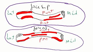 🔵Anatomie de la clavicule [upl. by Dnomyaw214]