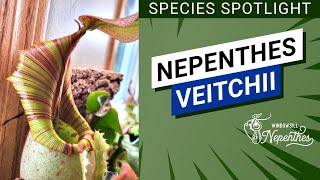 🔍 Species Spotlight 😍 Nepenthes veitchii Easy Nepenthes for Windowsill [upl. by Eyak375]