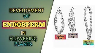 Development of Endosperm in Flowering Plants  Reproduction in Flowering Plants  Class 12th  NEET [upl. by Celina]