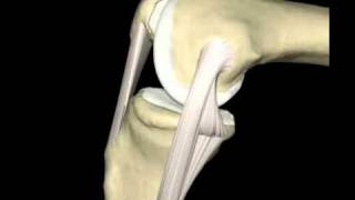 Ligamento Colateral Medial [upl. by Finah]