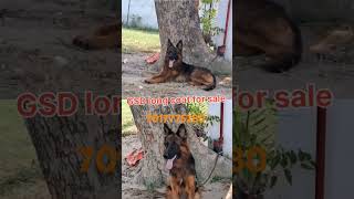 GSD long coat for sale in Saharanpur available 7017775280 [upl. by Enilrae53]