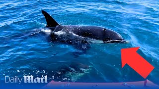 Moment killer whale attacks sailboat off coast of Spain [upl. by Maible508]