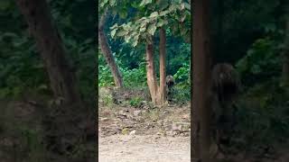 Eco tourismPhatozoneJim Corbett2024noor Saifi [upl. by Tucky]