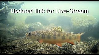 Brook Trout in the West Credit River 8th October 2024 [upl. by Jobie]