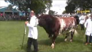 Royal Show 2008  beef interbreed championship [upl. by Sevart110]