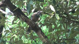 black headed jay  Sattal by Nicholas Iyadurai Nov 2024 [upl. by Quirita105]