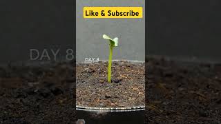 gardening plants plants garden gardeningtips tomato gardenflowers planting gardenplants pl [upl. by Ecnaiva]