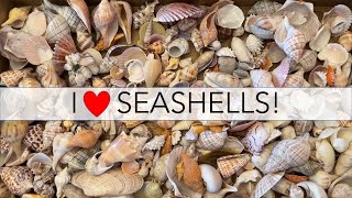 What do I do with all my seashells Lets find out [upl. by Bathilda]