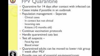 Managing Feline Panleukopenia in a Shelter  Quarantine amp Disinfection [upl. by Dranoc]