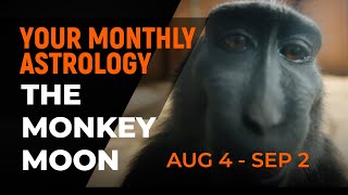 Monthly Chinese Astrology The Monkey Moon Aug 4  Sep 2 [upl. by Hannie]