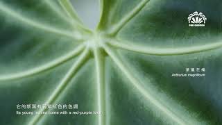 ［ 華麗花燭 Anthurium magnificum ］ PIBI GARDEN植物圖鑑012 [upl. by Magnum]