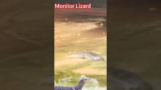 monitor lizard crossing the river [upl. by Akienahs190]