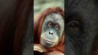 3 Amazing Facts About Orangutans  Discover the Secrets of These Intelligent Primates [upl. by Oryaj]