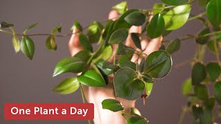 Aeschynanthus radicans Lipstick plant Houseplant Care—76 of 365 [upl. by Neik716]